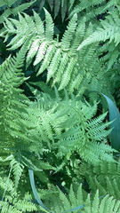 Amauropelta noveboracensis