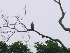 Haliaeetus ichthyaetus