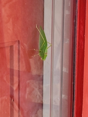 Microcentrum retinerve