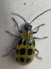 Diabrotica undecimpunctata