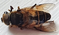 Eristalis