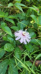 Passiflora incarnata