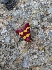 Pyrausta tyralis