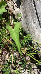 Ipomoea sagittata