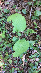 Viburnum lantanoides