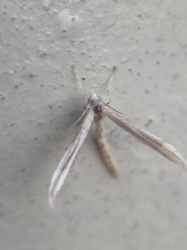 Mousy Plume Moth photo 3