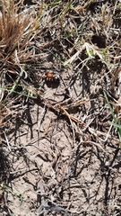 Dasymutilla quadriguttata