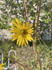 Silphium terebinthinaceum