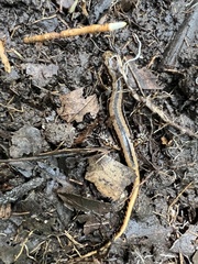 Eurycea guttolineata