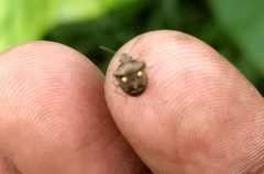 Eysarcoris guttigerus