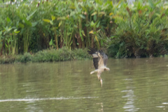 Haliaeetus leucogaster