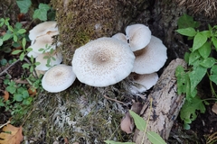 Lentinus tigrinus
