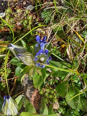 Gentiana parryi