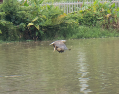 Haliaeetus leucogaster