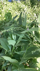 Symphytum officinale