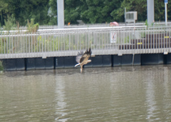 Haliaeetus leucogaster