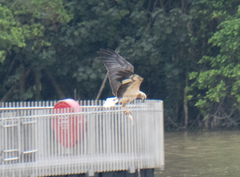 Haliaeetus leucogaster