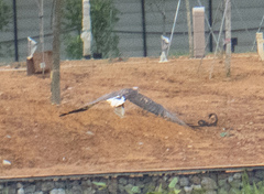 Haliaeetus leucogaster