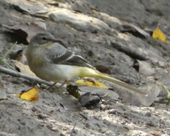 Motacilla cinerea
