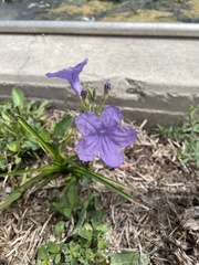Ruellia