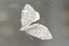 Cidariini