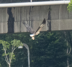 Haliaeetus leucogaster