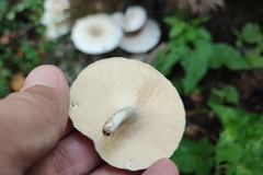 Lentinus tigrinus