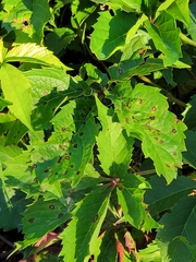 Parthenocissus inserta