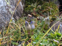 Gentiana parryi
