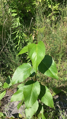 Populus balsamifera