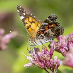 Vanessa virginiensis