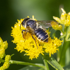 Megachile relativa