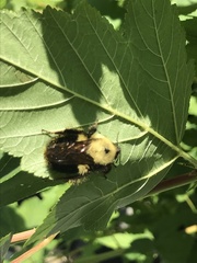 Bombus bimaculatus