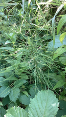 Equisetum pratense