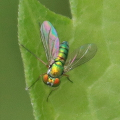 Condylostylus caudatus