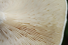 Lentinus tigrinus