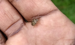 Eysarcoris guttigerus