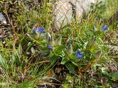 Gentiana parryi