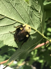 Bombus bimaculatus