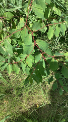 Apocynum androsaemifolium