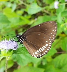 Euploea klugii