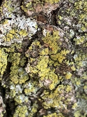 Candelaria concolor