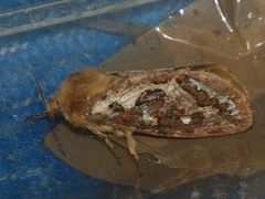 Korscheltellus fusconebulosa