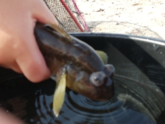 Neogobius melanostomus