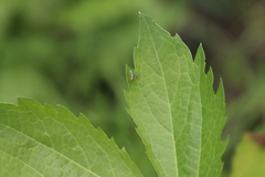 Condylostylus caudatus