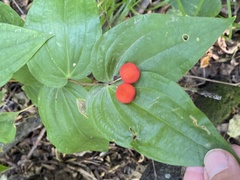 Prosartes trachycarpa