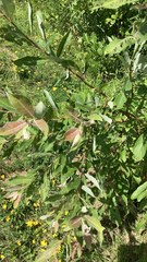 Salix bebbiana