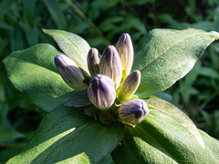 Gentiana clausa