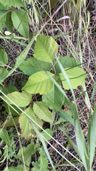 Toxicodendron rydbergii