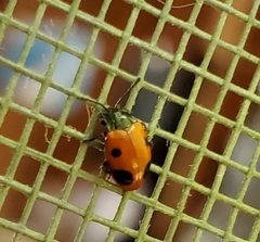 Endomychus biguttatus